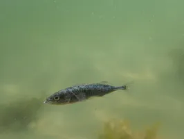 An underwater photograph of a small fish swimming towards the left.
The water behind it is a pale moss-green.
We can make out the ground beneath with some plants.