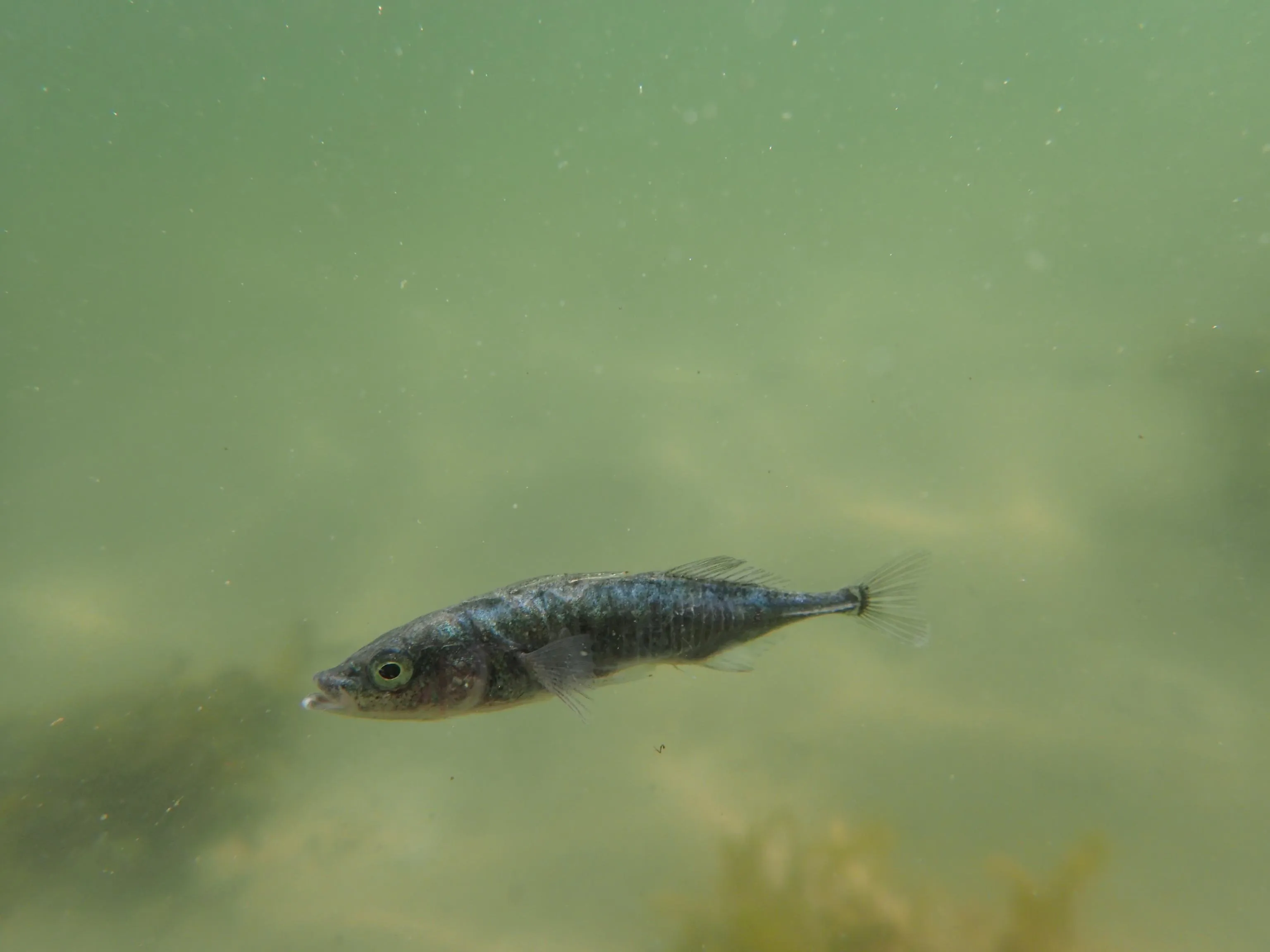An underwater photograph of a small fish swimming towards the left.
The water behind it is a pale moss-green.
We can make out the ground beneath with some plants.