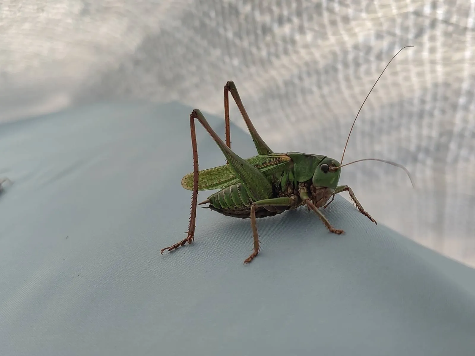 A grasshopper is sitting underneath the outer sheet of a tent.
We can see the serrations on its legs in detail
and its long antennae are clearly visible
against the bright pattern of the plane behind it.