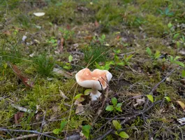 A mushroom on the forest floor.
It's growing between some bunches of grass, moss, twigs and other plants.
The hat of the mushroom bends towards the sky on the outer edges
and the lamellae underneath are visible.