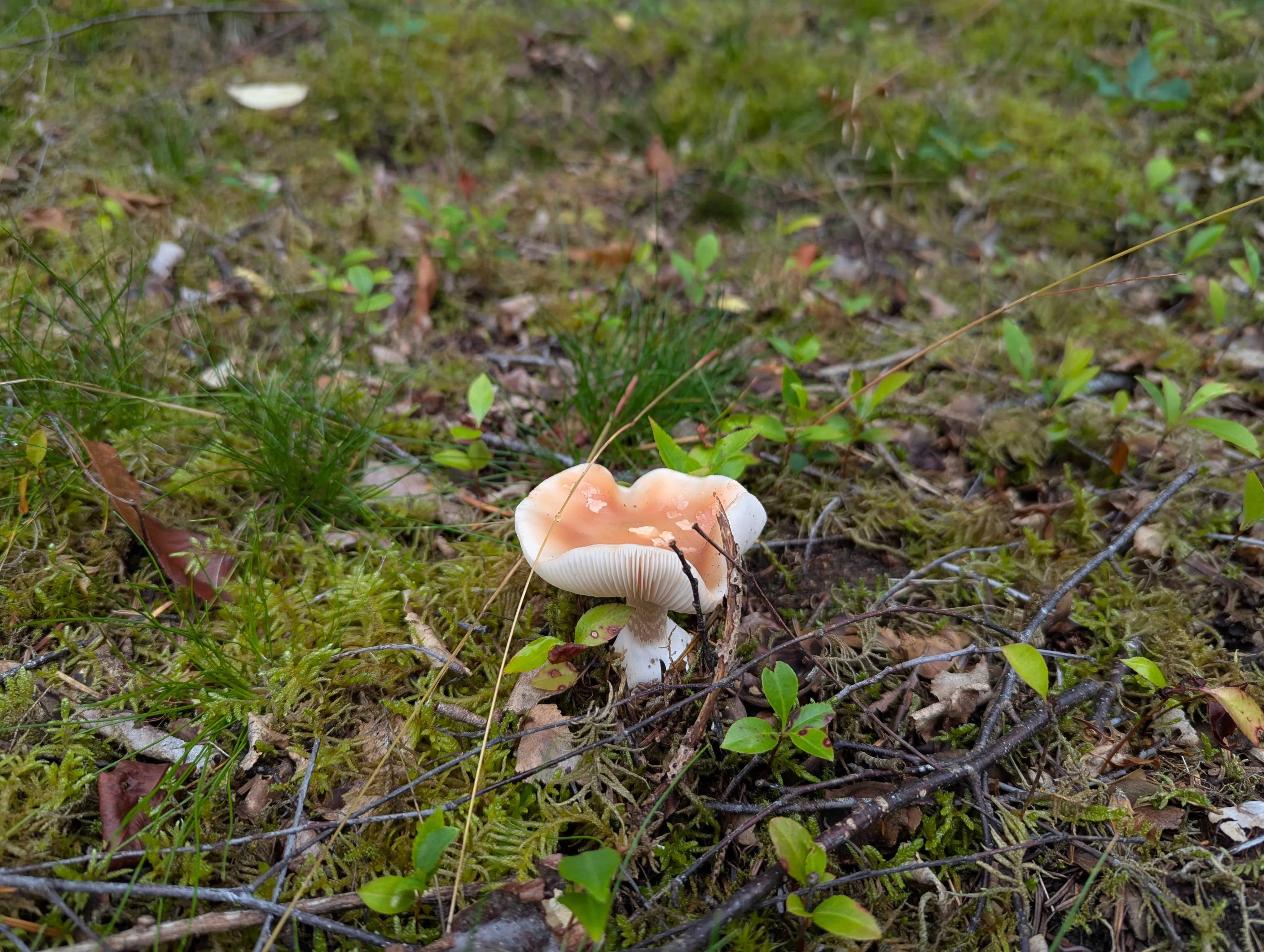 A mushroom on the forest floor.
It's growing between some bunches of grass, moss, twigs and other plants.
The hat of the mushroom bends towards the sky on the outer edges
and the lamellae underneath are visible.