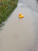 A rubber duck is floating in a big puddle on a dirt road.
It is tethered to a post on the roadside that also props up some string lights.